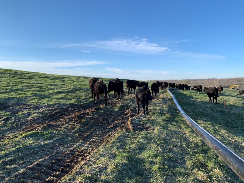 Fusion-welded HDPE pipe laid across a cattle pasture for the Valley View Pipeline in Missouri